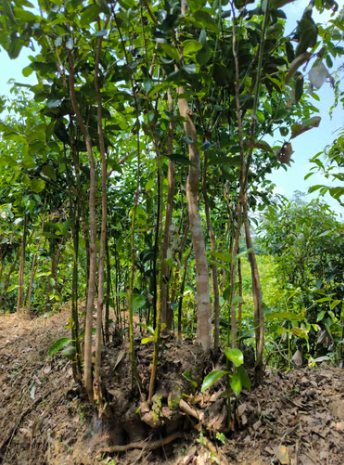 Árbol de canela en una granja de Sri Lanka