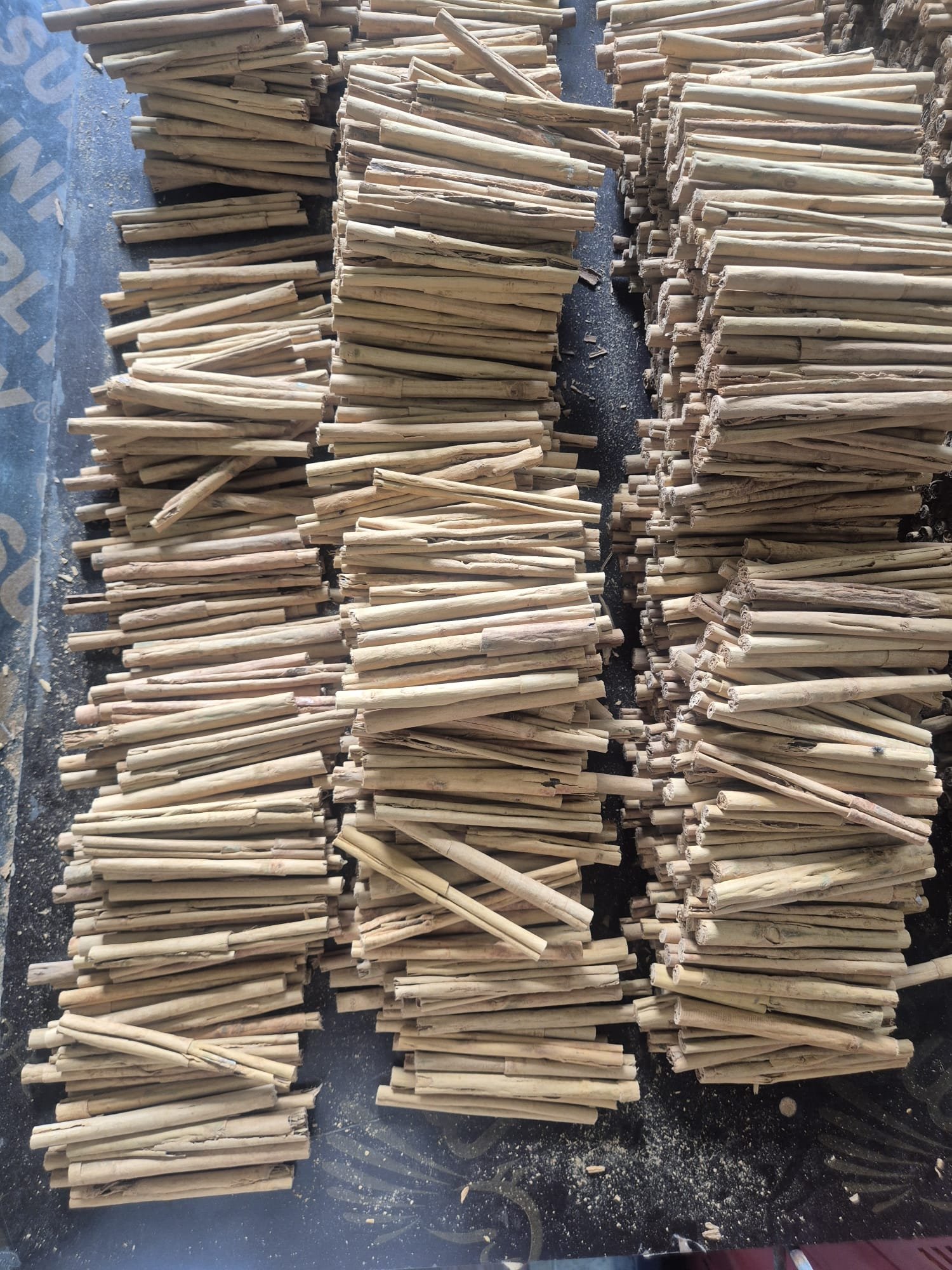 Canela de Ceilán fresca y procesamiento tradicional