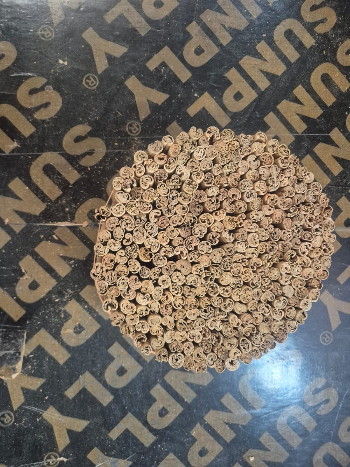 Cosecha de canela en Sri Lanka